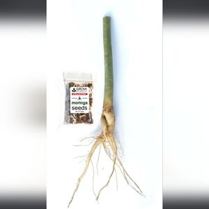 Moringa Oleifera Trees [Tubers] no leaves